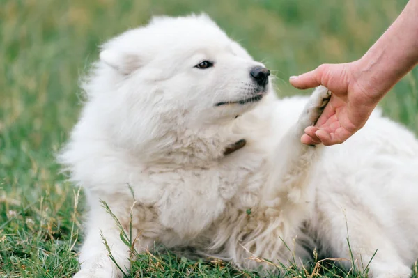 Κλείνω Πάνω Θέα Μεγάλο Αφράτο Samoyed Σκυλί Που Αναπαύεται Για — Φωτογραφία Αρχείου