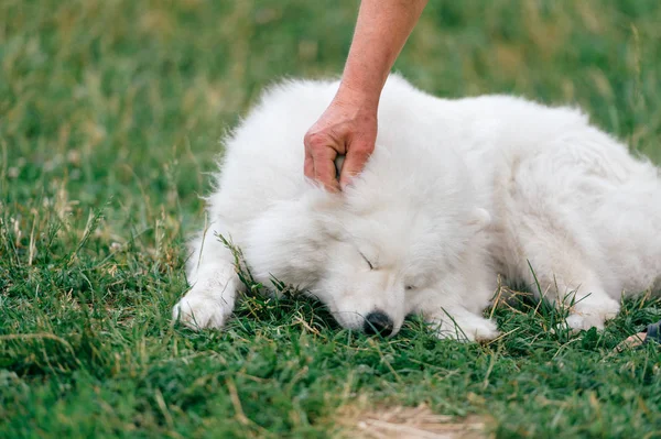 yeşil çimenlerin üzerinde dinlenme büyük kabarık samoyed köpek görünümünü kapat