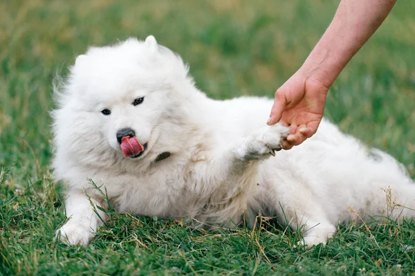 Close Vista Grande Fofo Samoyed Cão Descansando Grama Verde — Fotografia de Stock