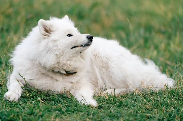 Close Vista Grande Fofo Samoyed Cão Descansando Grama Verde — Fotografia de Stock