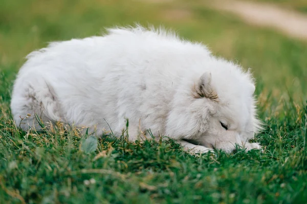 关闭的大蓬松的狗在绿草上休息的看法 — 图库照片