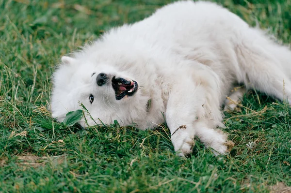 Close Vista Grande Fofo Samoyed Cão Descansando Grama Verde — Fotografia de Stock