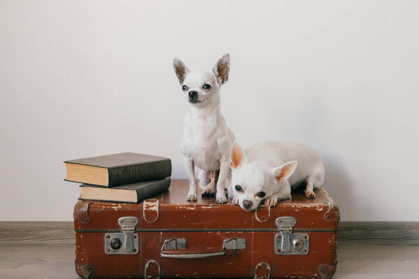 close up view of cute chihuahua puppies sitting on suitcase floor at home
