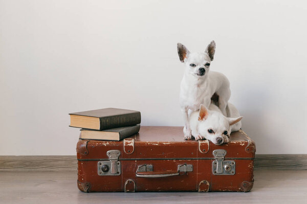 close up view of cute chihuahua puppies sitting on suitcase floor at home