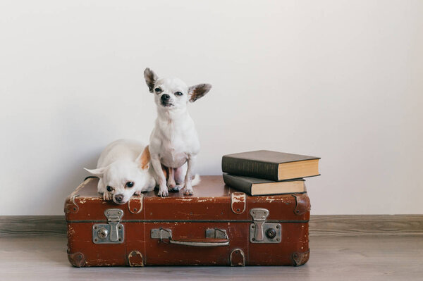 close up view of cute chihuahua puppies sitting on suitcase floor at home