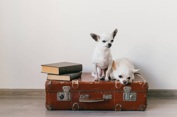 close up view of cute chihuahua puppies sitting on suitcase floor at home
