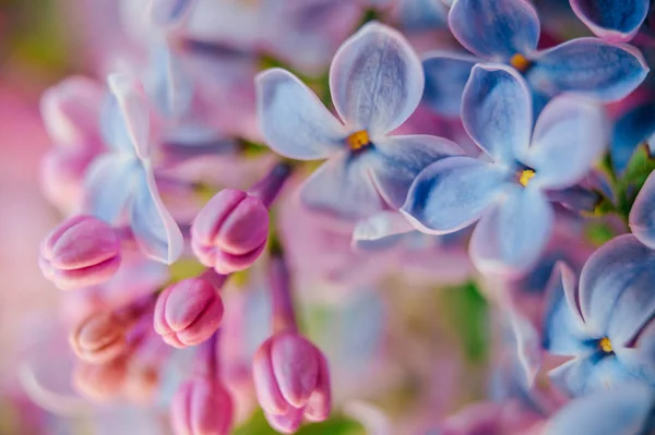 Nära Håll Utsikt Över Vackra Blommande Lila Grenar Bukett — Stockfoto