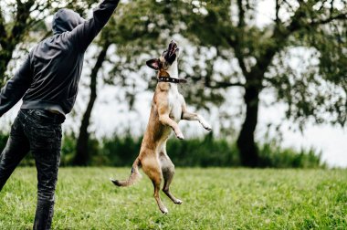 sevimli terrier köpek Park ile oynarken adam