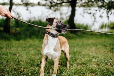 sevimli terrier köpek Park ile oynayan adamın kısmi görünümü