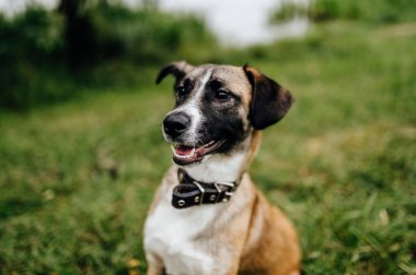 şirin active köpek yavrusu yaz park