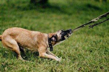 şirin active köpek yavrusu yaz park