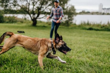 sevimli terrier köpek Park ile oynarken adam