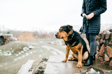 kısmi görünümü iç kahverengi köpek ve kadın