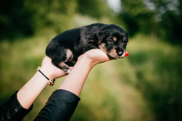 Corte Tiro Mulher Segurando Pouco Filhote Cachorro Verde Desfocado Fundo — Fotografia de Stock