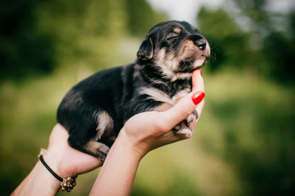 Corte Tiro Mulher Segurando Pouco Filhote Cachorro Verde Desfocado Fundo — Fotografia de Stock