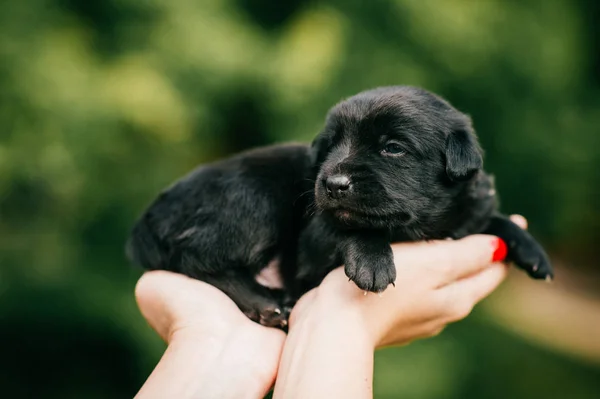 Cropped Shot Woman Holding Little Puppy Green Blurred Background — Stock Photo, Image