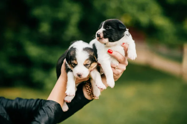 cropped shot of woman holding little cute puppies on green blurred background