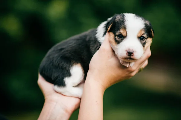 cropped shot of woman holding little puppy on green blurred background