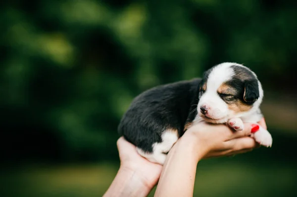 Cropped Shot Woman Holding Little Puppy Green Blurred Background — Stock Photo, Image