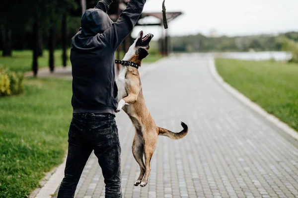 Hombre Jugando Con Precioso Perro Terrier Parque — Foto de Stock