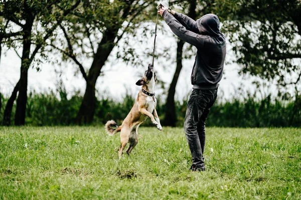 Mann Spielt Mit Hübschem Terrier Hund Park — Stockfoto