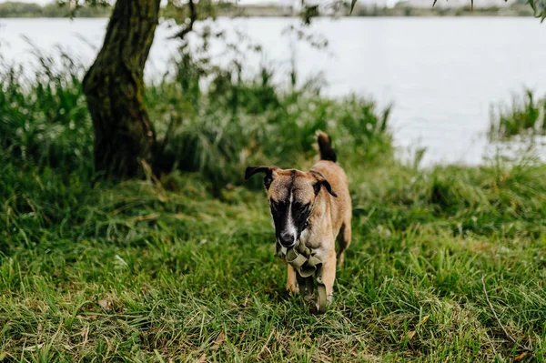 Cachorrinho Ativo Bonito Parque Verão — Fotografia de Stock