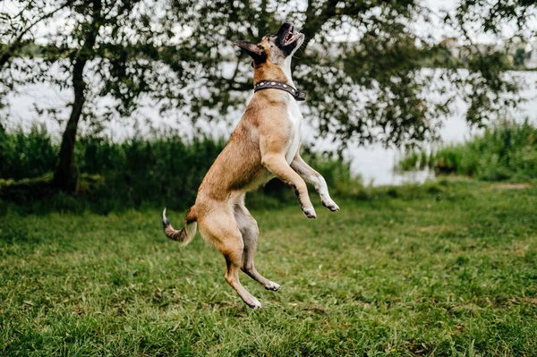 cute active puppy in summer park