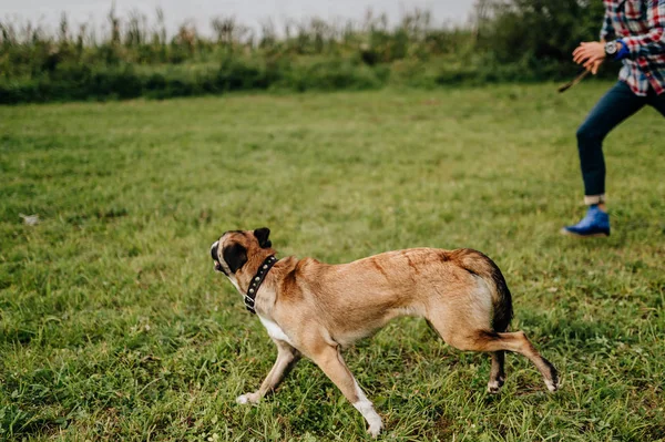 Teilansicht Eines Mannes Der Mit Einem Schönen Terrier Hund Park — Stockfoto