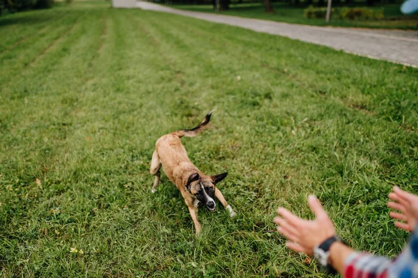 Vista Parcial Del Hombre Jugando Con Perro Terrier Encantador Parque — Foto de Stock