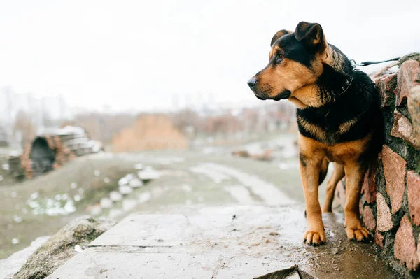 Velké Domácí Hnědý Pes Městském Parku — Stock fotografie
