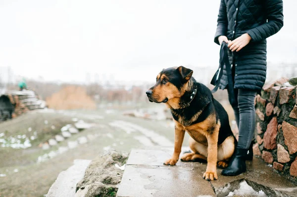 Vue Partielle Femme Chien Brun Domestique — Photo