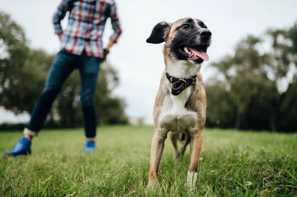 Vista Parcial Del Hombre Jugando Con Perro Terrier Encantador Parque —  Fotos de Stock