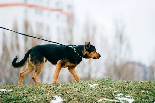 Velké Domácí Hnědý Pes Městském Parku — Stock fotografie