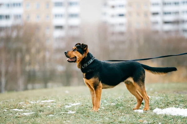 Большая Домашняя Бурая Собака Городском Парке — стоковое фото