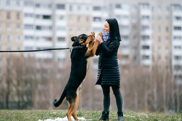 Молода Жінка Милою Собакою Парку — стокове фото