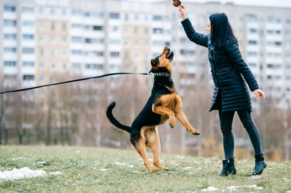 Jovem Mulher Com Lindo Cão Parque — Fotografia de Stock