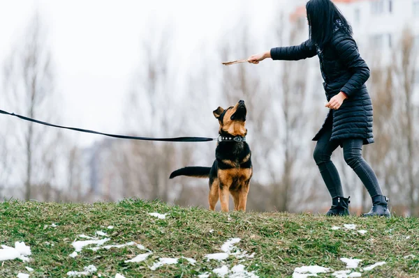 Jovem Mulher Com Lindo Cão Parque — Fotografia de Stock