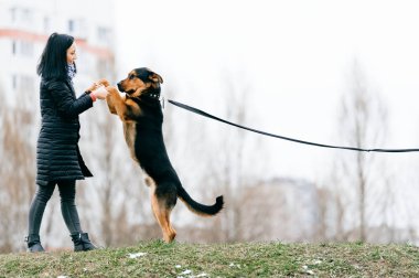 sevimli köpek park olan kadın