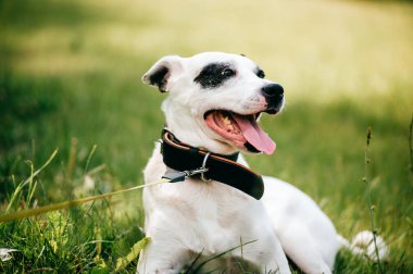 siyah ve beyaz köpek yeşil çimenlerin üzerinde dinlenme görünümünü kapat