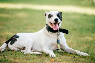siyah ve beyaz köpek yeşil çimenlerin üzerinde dinlenme görünümünü kapat