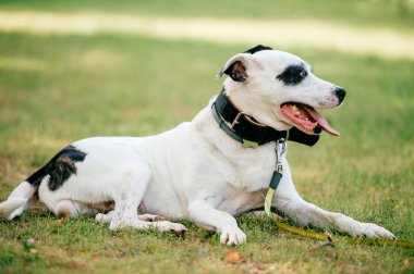 siyah ve beyaz köpek yeşil çimenlerin üzerinde dinlenme görünümünü kapat