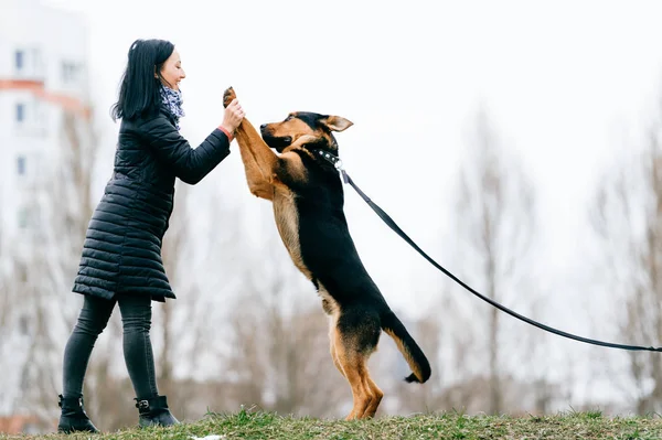 Jonge Vrouw Met Mooie Hond Park — Stockfoto