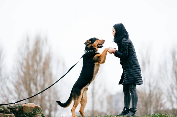 Giovane Donna Con Bel Cane Nel Parco — Foto Stock