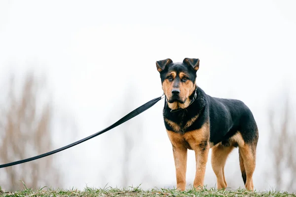 Grand Chien Brun Domestique Dans Parc Ville — Photo