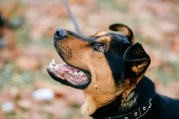 Grand Chien Brun Domestique Dans Parc Ville — Photo