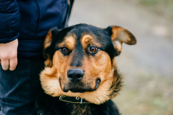 Visão Parcial Mulher Cão Marrom Doméstico — Fotografia de Stock