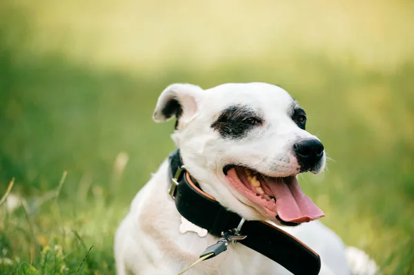 Крупный План Черно Белой Собаки Отдыхающей Зеленой Траве — стоковое фото
