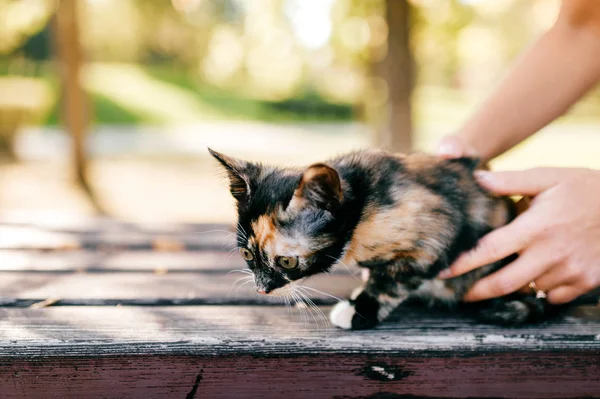 Cropped Shot Woman Little Three Colored Kitty Blurred Background — Stock Photo, Image