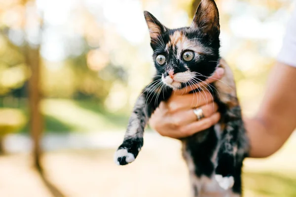 Cropped Shot Woman Holding Little Three Colored Kitty Blurred Background — Stock Photo, Image