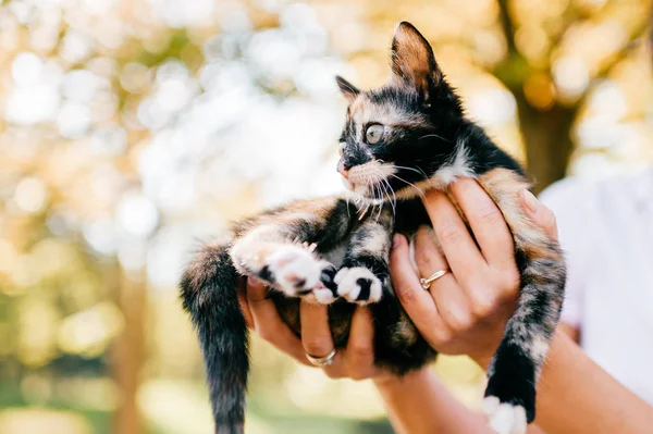 cropped shot of woman holding little three colored kitty on blurred background